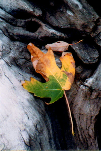Sugar Maple Leaf on Driftwood