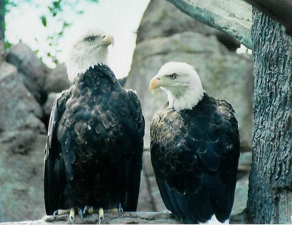 eagle pic