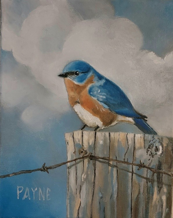 Eastern Bluebird on fence