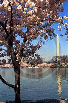 Capital City in Spring and Cherry Blossoms