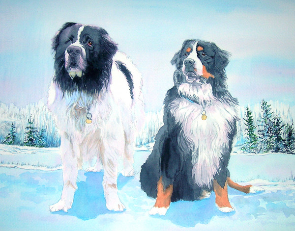 Bernese and Pyrenese