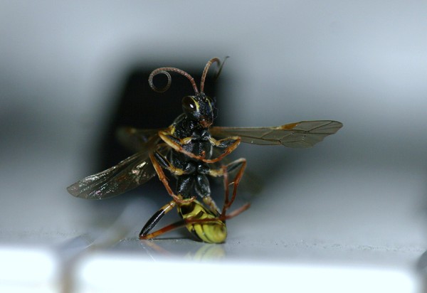 Sitting Wasp.