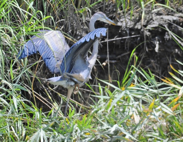 Great Blue Heron Landing