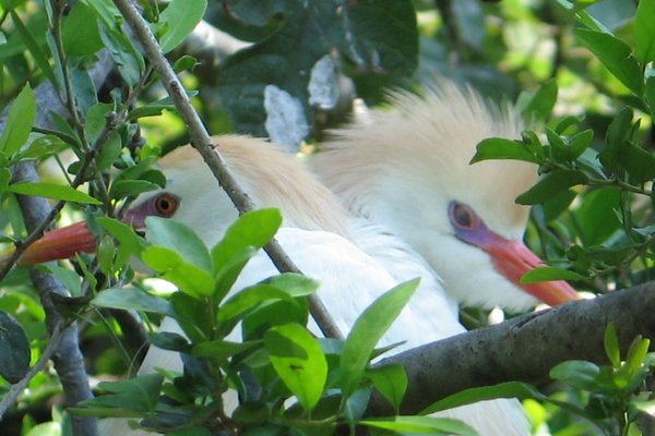 Cattle egrets