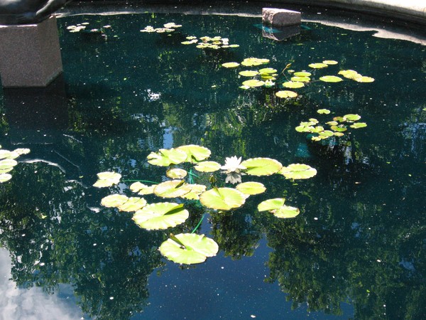 Lilypad Pond