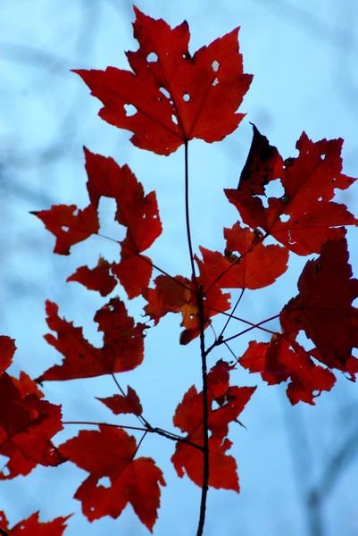 Fall  maple leaves