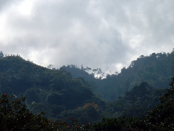 The Jungle of Honduras