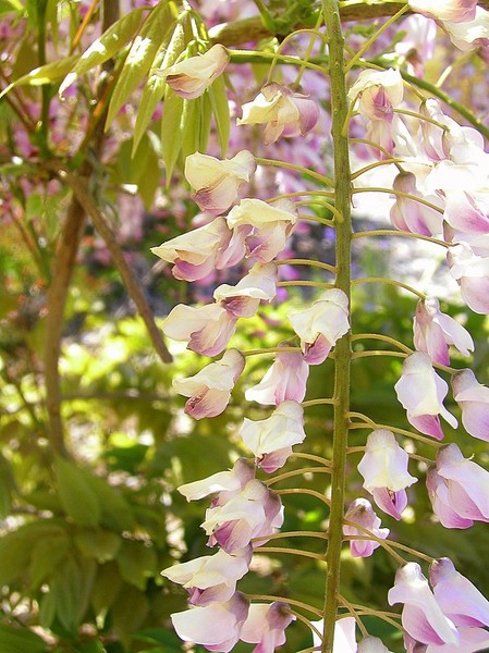 Pink and Delicate