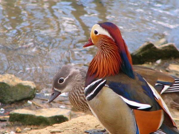Colorful Asian Ducks