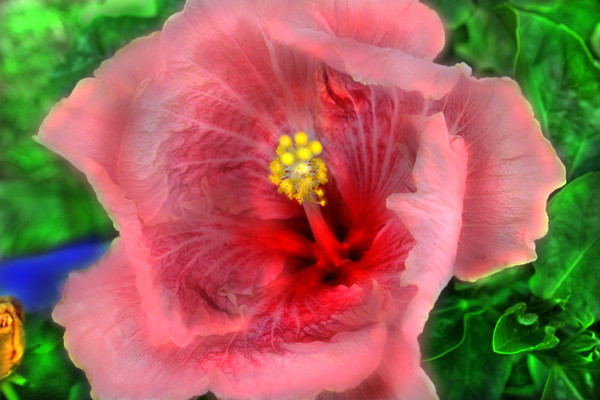 Very Pink Hibiscus with Bright Red Throat