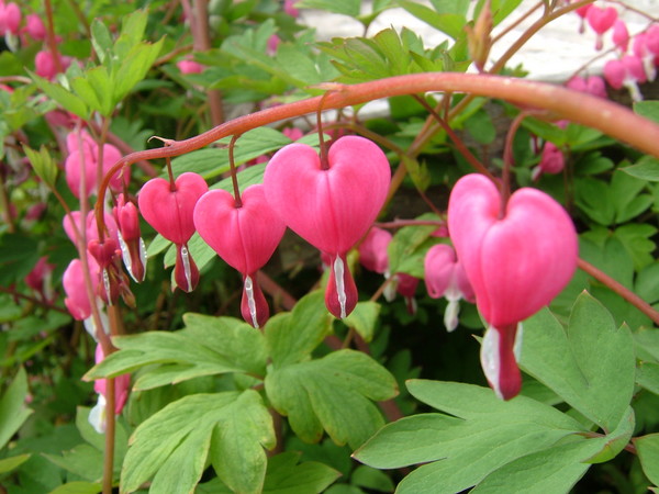 Follow the trail of bleeding hearts.