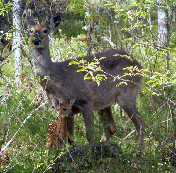 White-tail and fawn