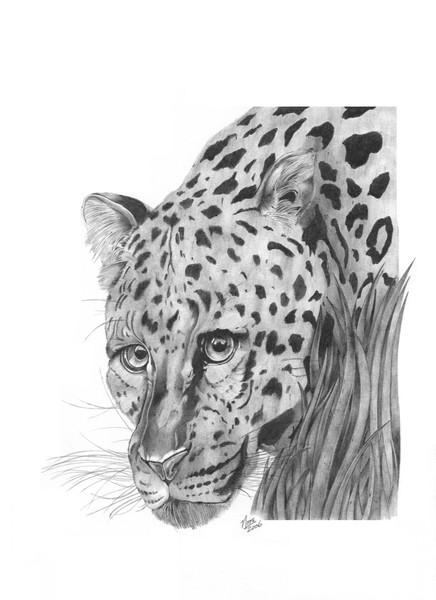 leopard lurking