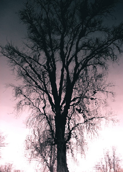 Ghost Tree 2...I just love this shot!  :0)