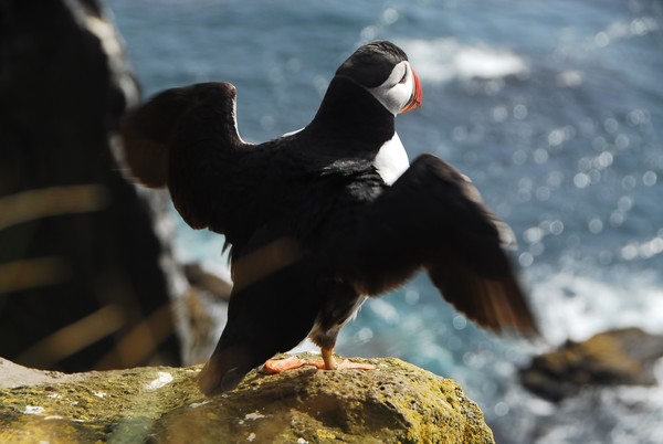 Puffin is taking off in Latrabjarg, Iceland