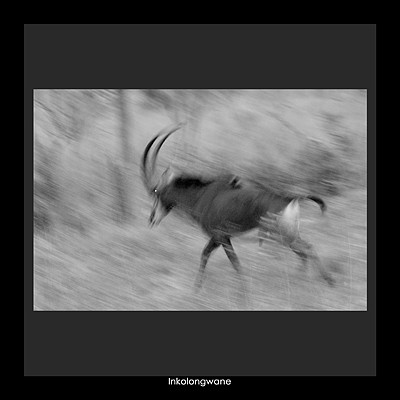 Inkolongwane / scimitar-horned oryx (Sable)