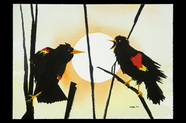 red wing blackbirds-dispute