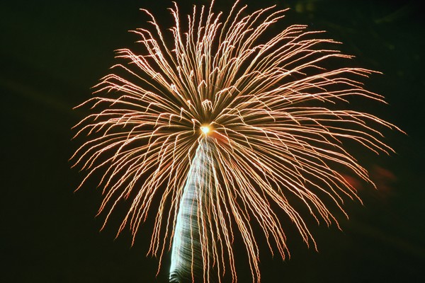 Fireworks in Sky - Palm Tree