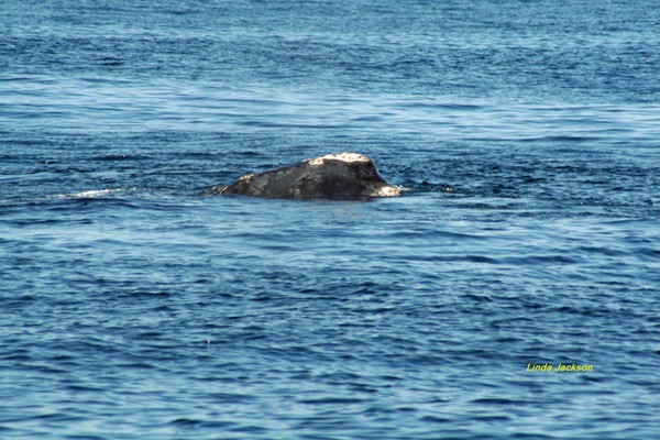 Right whale