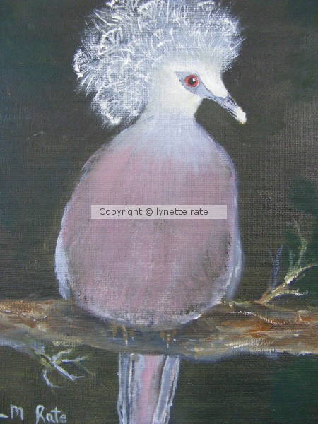 crested pigeon