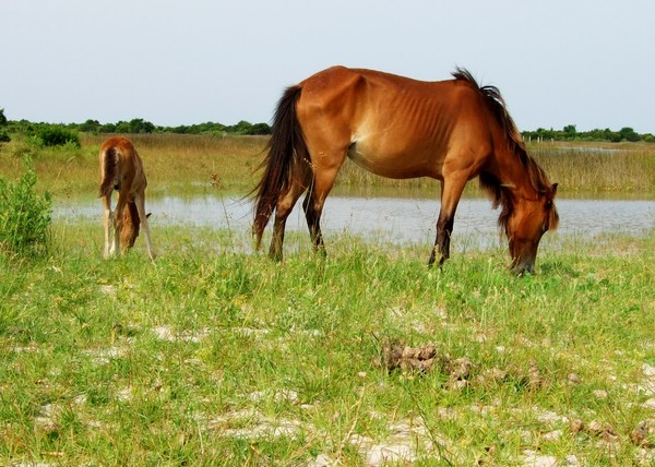 Shackleford horse mama and baby feeding