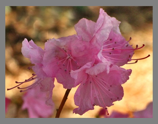 KOREAN RHODODENDRON