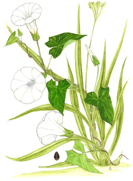 Rutland Beauty - Calystegia sepium