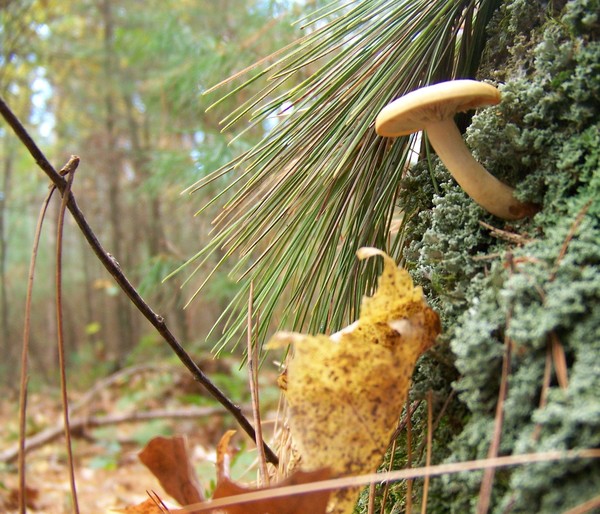 small mushroom 