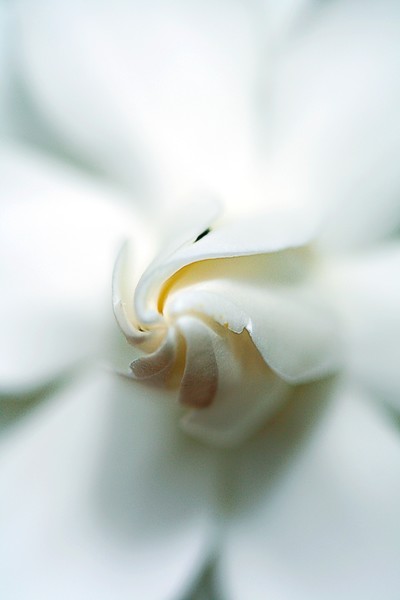 Gardenia