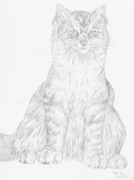Tabby Cat in Pencil
