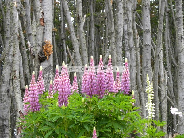 LOVELY LUPINOS! End of the world's divine flowers.