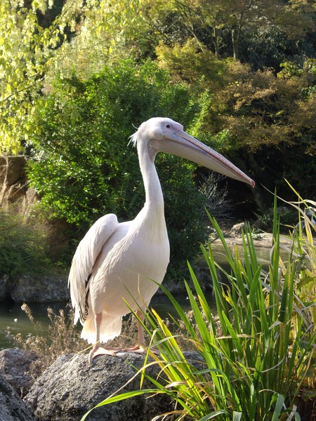 pelican