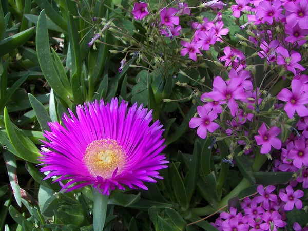 Cape Kamenjak flowers - Istria