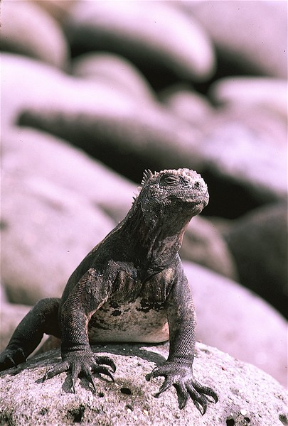 Aquatic iguana* in the Galapagos Is.