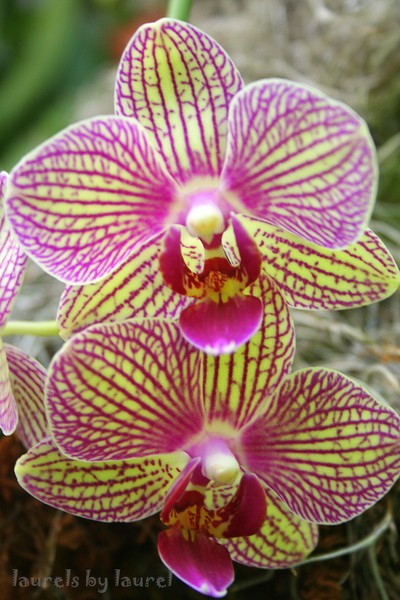 Pink-veined Yellow Orchids