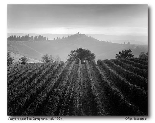 Vineyard near San Gimignano, Italy