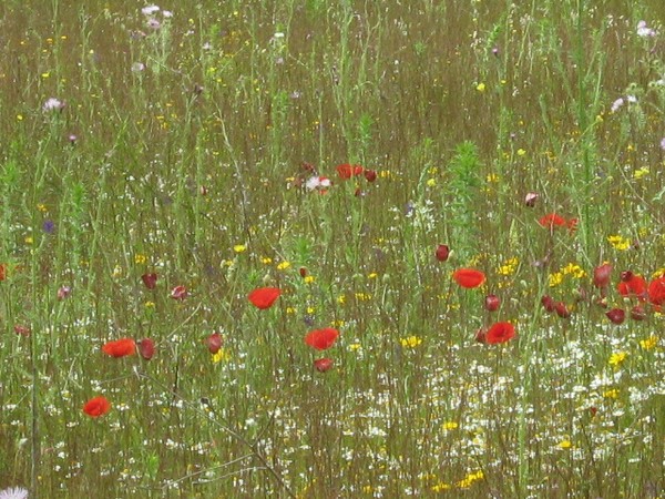 POPPIES IN POLLENSA