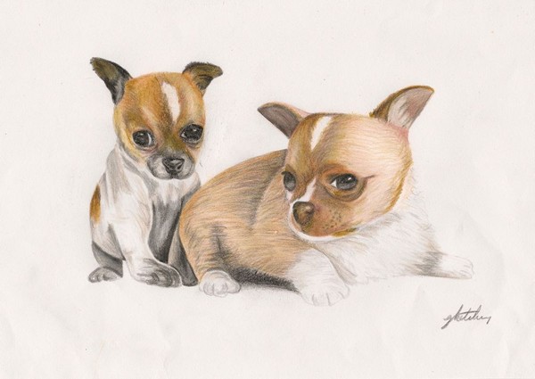 Chihuahua Puppy and Adult