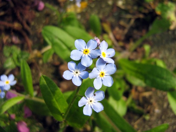 forgetmenot