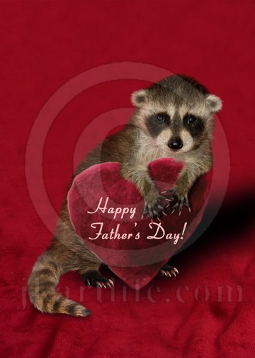 Father's Day Raccoon 925941