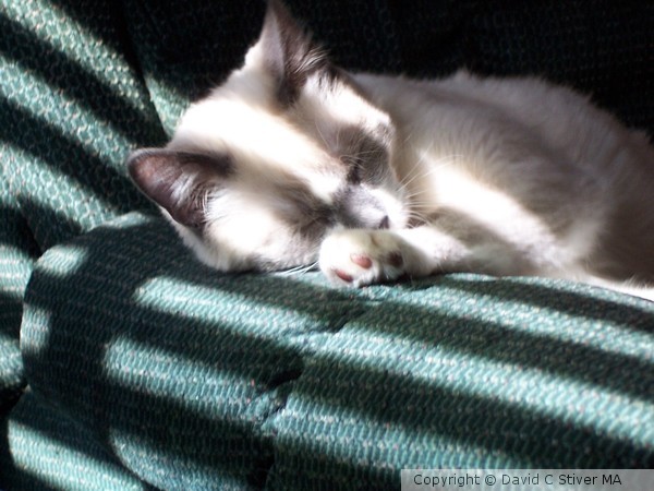 Sleeping Kittens 08