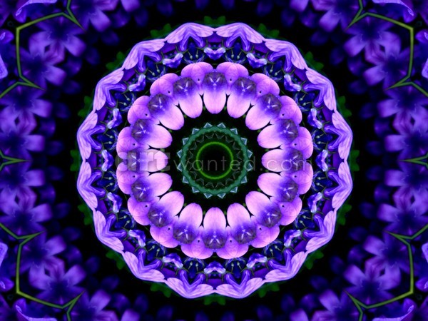 Purple Flower Kaleidoscope Mandala