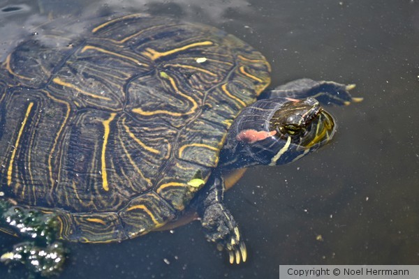 Swimming Turtle