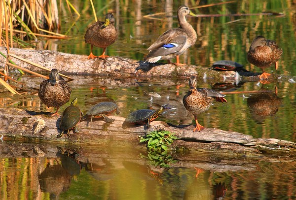 Marsh Ducks and Turtles