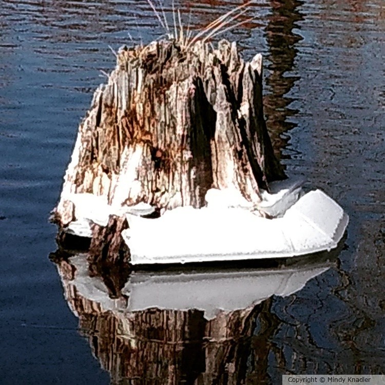 snowy stump