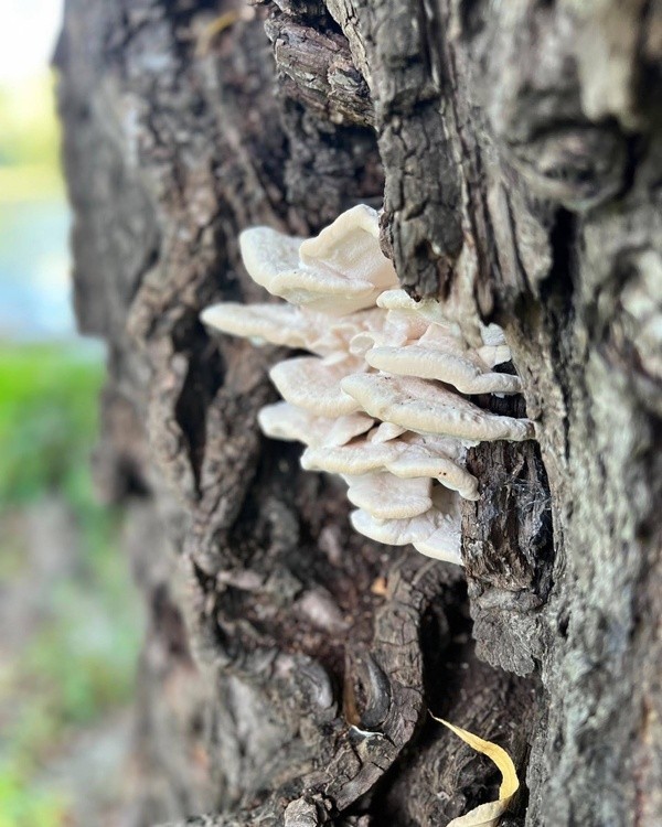 Hidden Mushrooms
