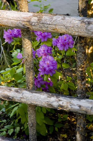 purple flowers throu pole fence