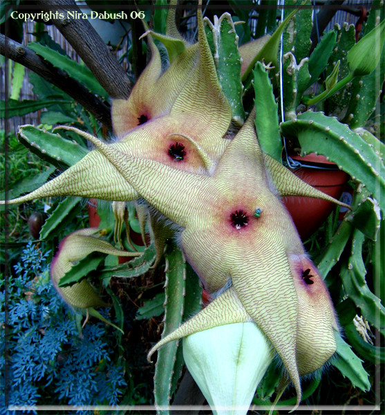 Two Flies Visiting the Stars Cacti