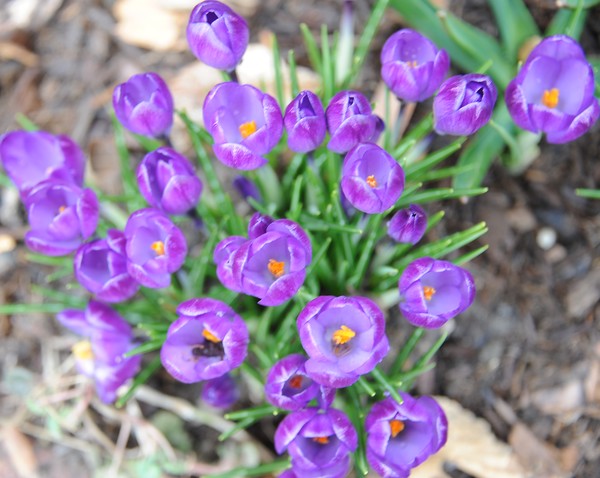 Crocuses!!!