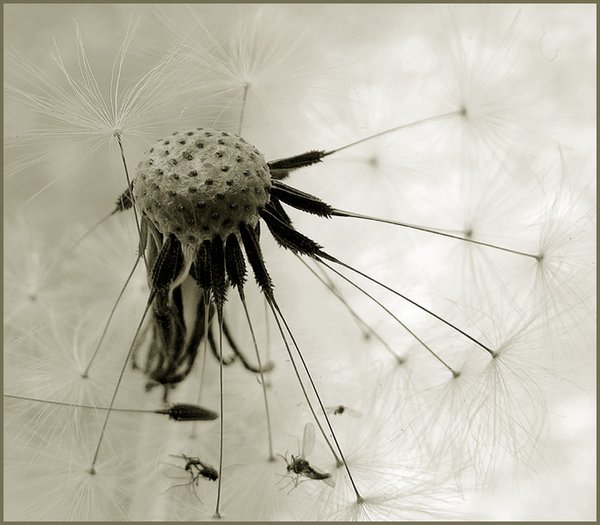 Dandelion and Insects